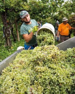 Prosecco di Valdobbiadene