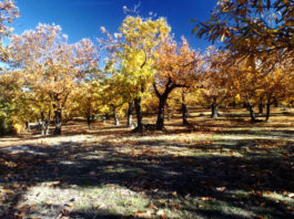 Monte Amiata