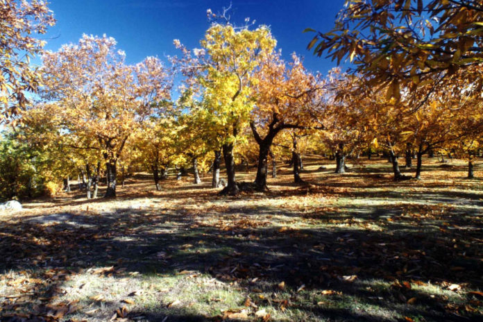 Monte Amiata