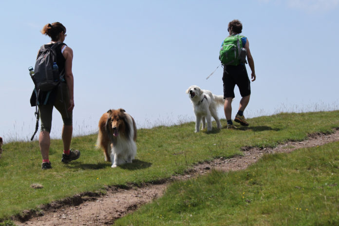 La Plesio Trail & Dog Trail
