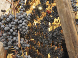 appassimenti Serrapetrona