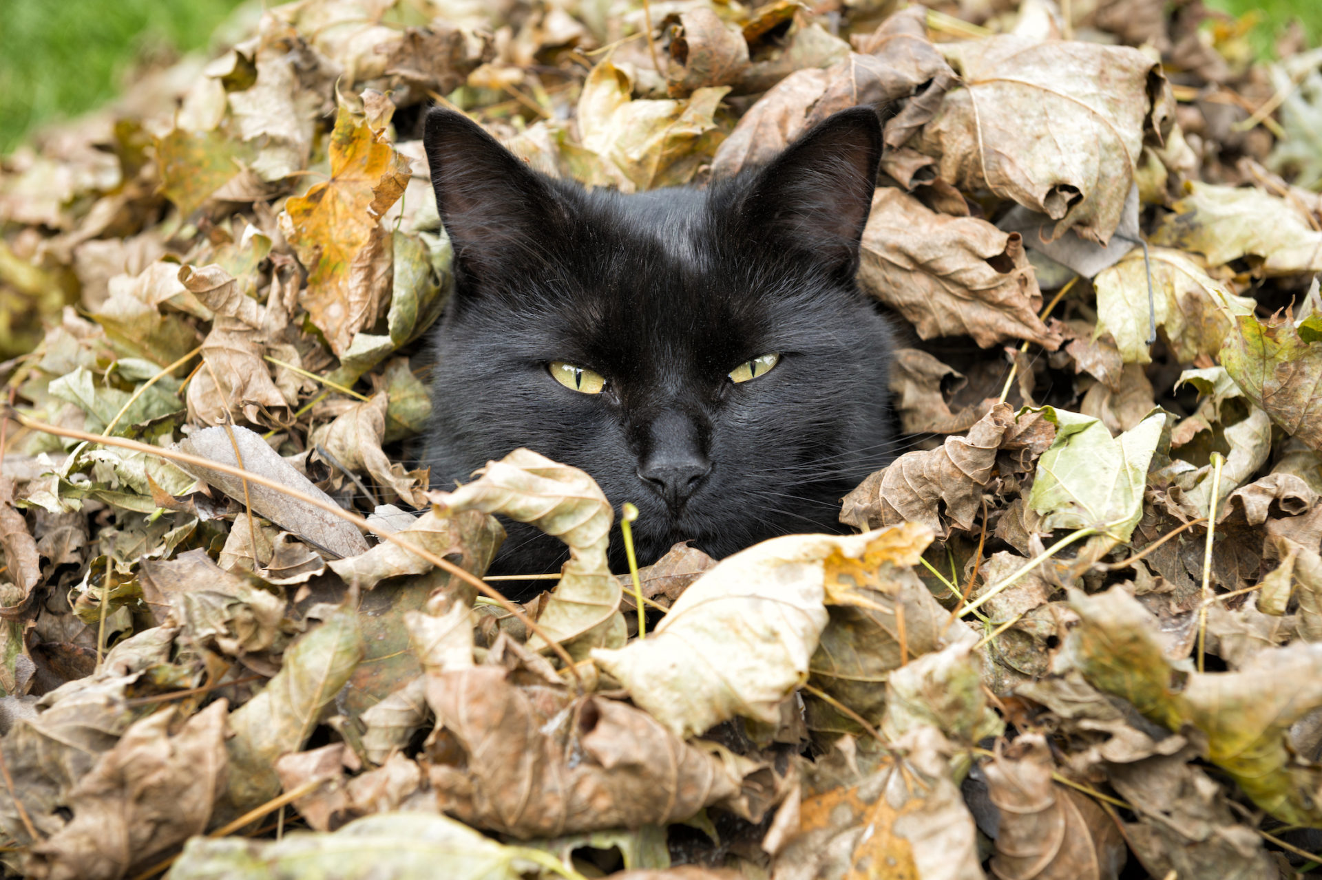 Fortuna o sfortuna? dalla Francia alla Svezia il gatto nero in sei