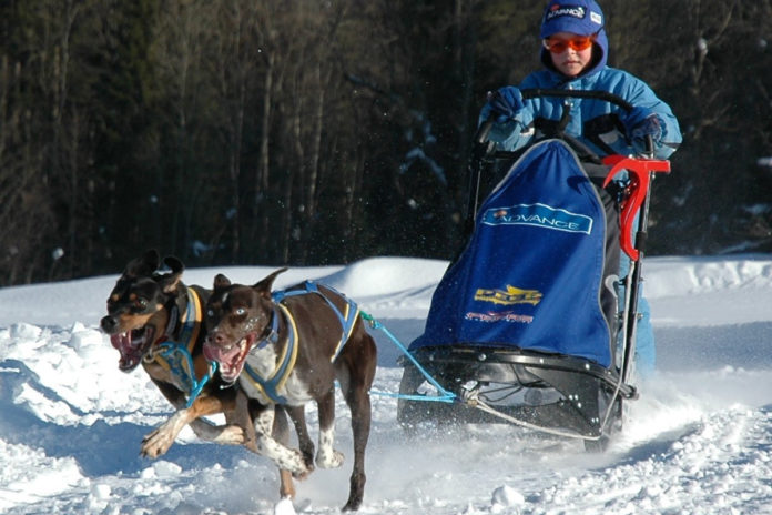 SLEDDOG Tarvisio