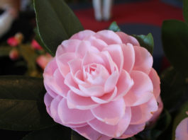 Camelie Locarno