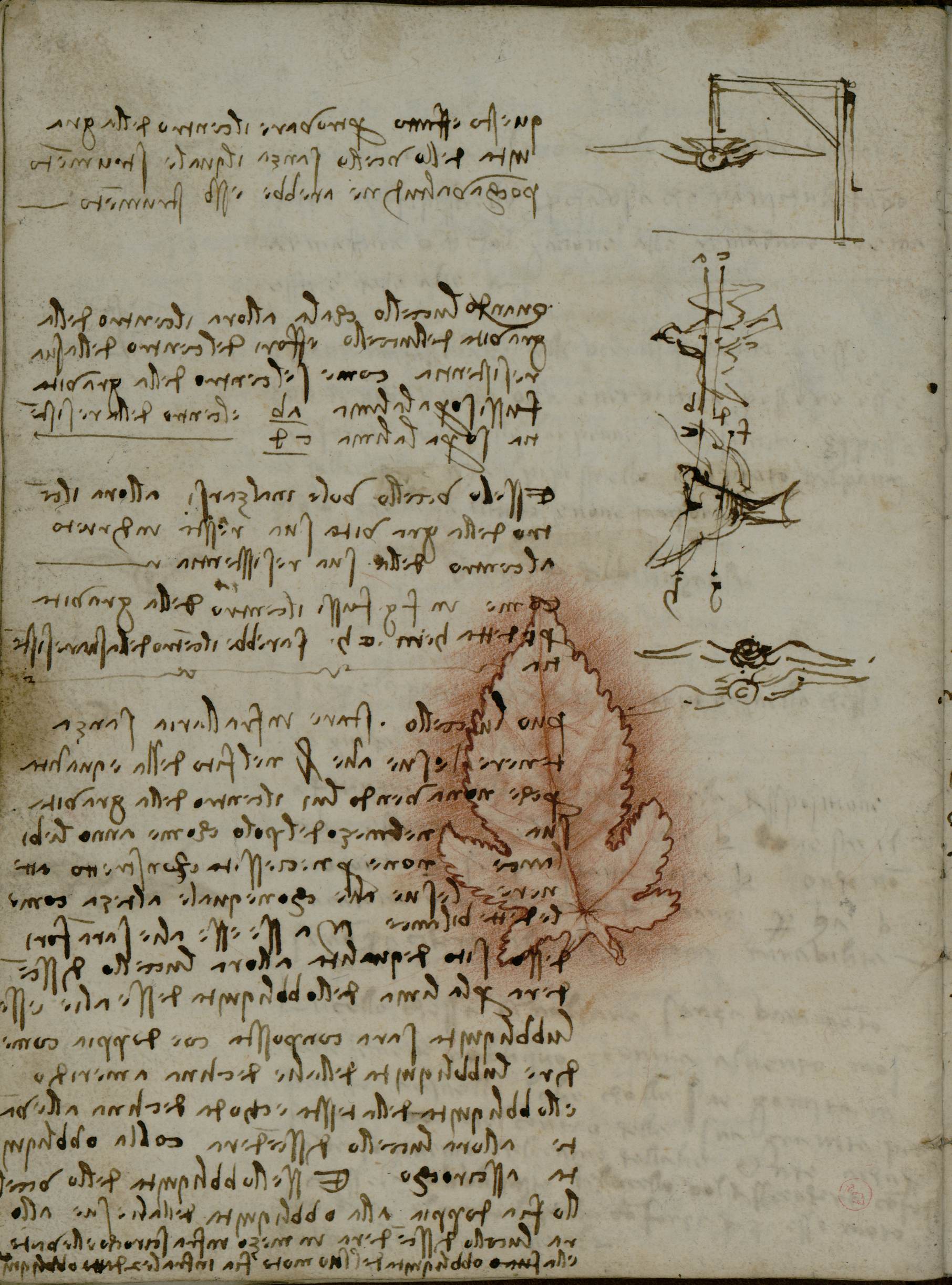Leonardo VOLO di uccelli