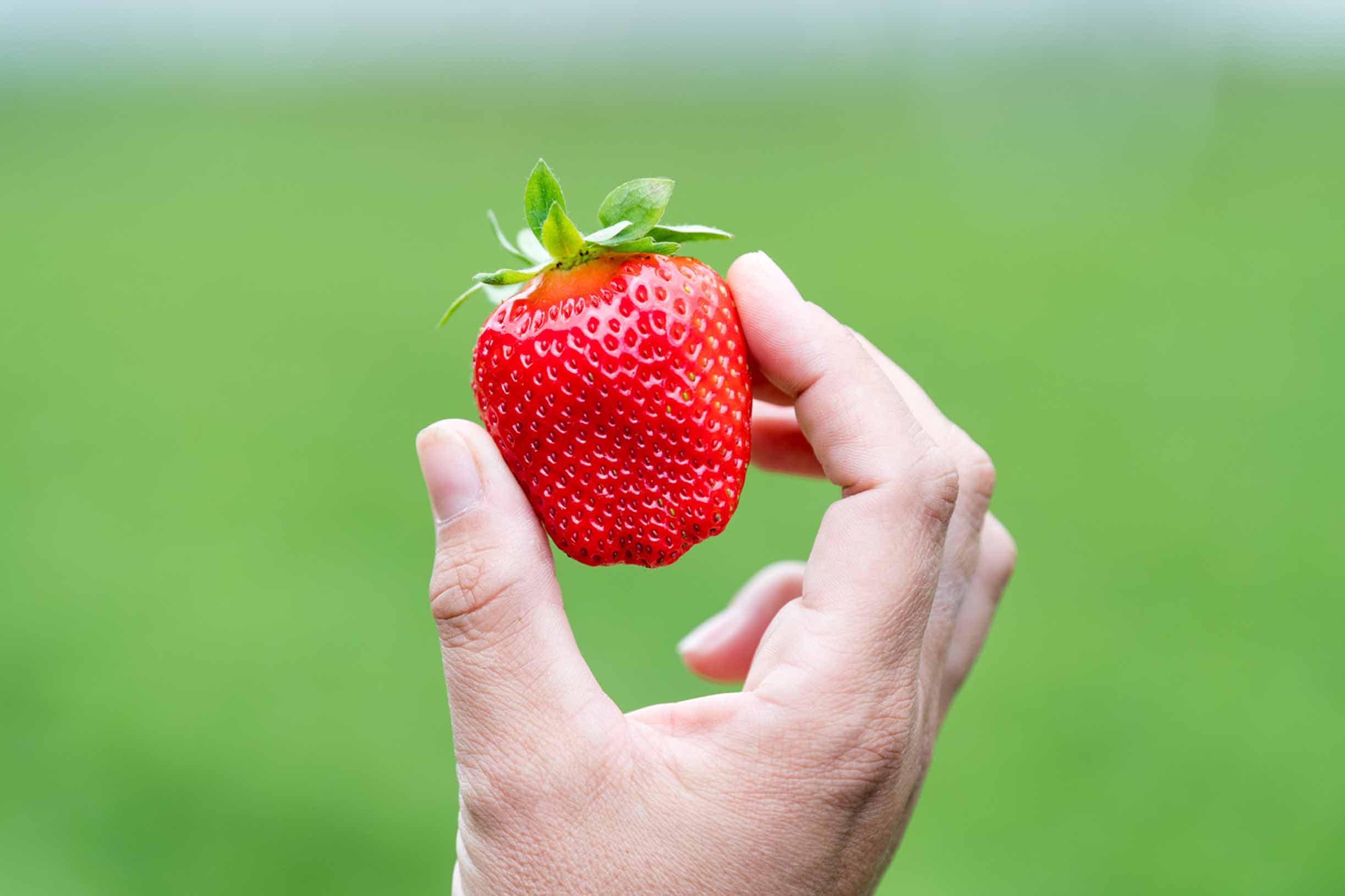 Fragole_Val Venosta