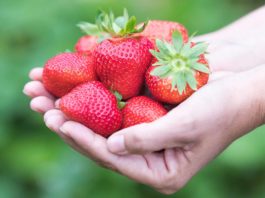 FRAGOLE VAL VENOSTA