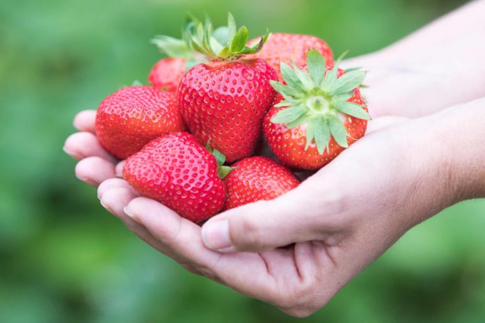 FRAGOLE VAL VENOSTA FRAGOLE VAL VENOSTA