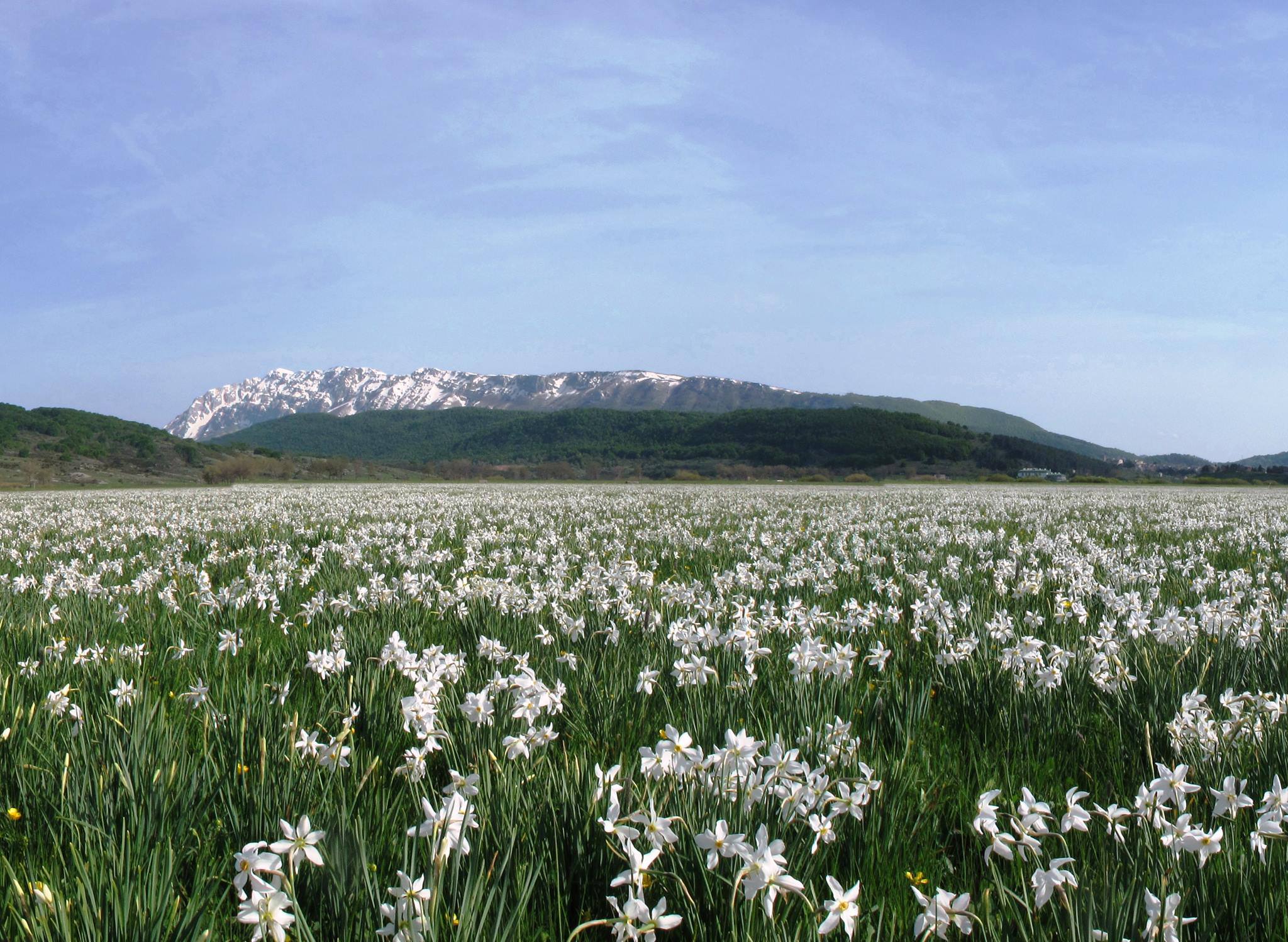 Festa del Narciso