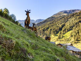 Parco Nazionale Stelvio