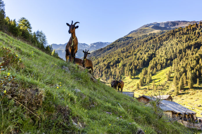 Parco Nazionale Stelvio Parco Nazionale Stelvio