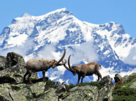 Parco Nazionale Gran Paradiso