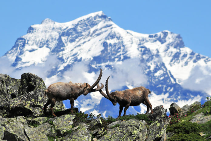 Parco Nazionale Gran Paradiso Parco Nazionale Gran Paradiso
