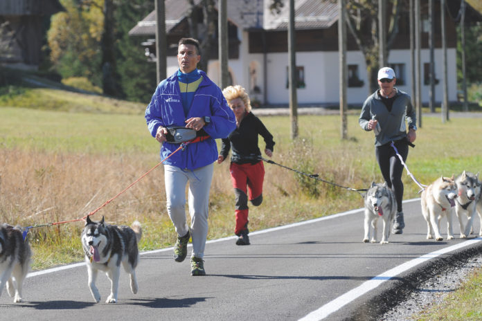 Tarvisiano_dog_trekking Tarvisiano_dog_trekking