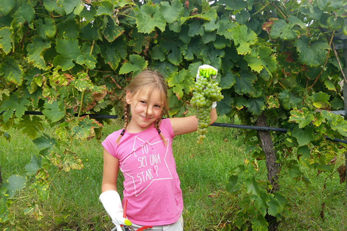 Cantine Aperte in Vendemmia 1