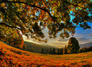 Asiago (VI) – Il foliage autunnale dal 19 al 20 ottobre 2019 Asiago