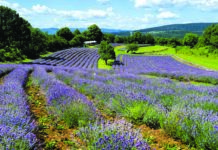 Misteri del Carso Carso Povir il produttore di lavanda Rencelj