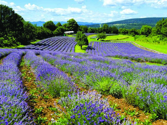 Carso Povir il produttore di lavanda Rencelj