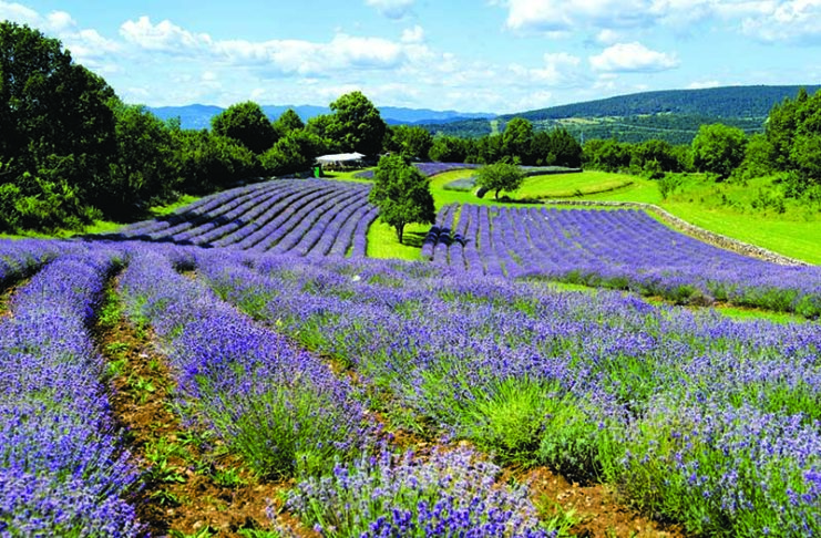 Carso Povir il produttore di lavanda Rencelj