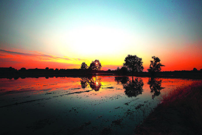 Lombardia_Lomellina_Risaie_allagate_Mesturini_G Lombardia Lomellina Risaie allagate