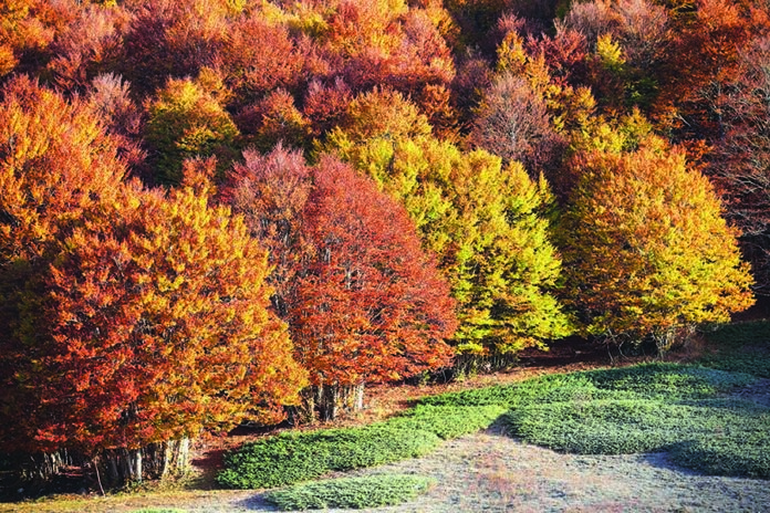 I faggi secolari delle antiche foreste del Parco Nazionale d'Abruzzo