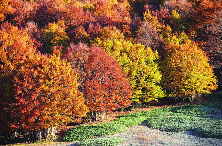 I faggi secolari delle antiche foreste del Parco Nazionale d'Abruzzo