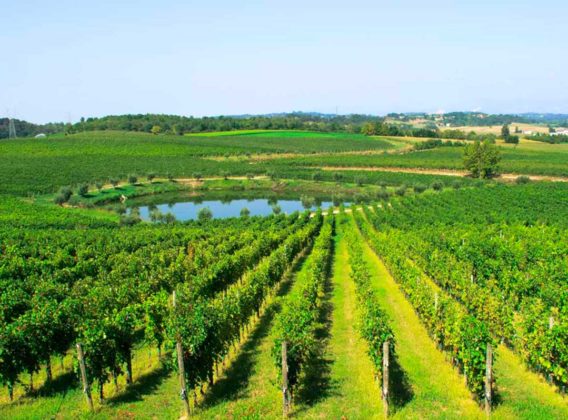 Lonato del Garda - Cantina Perla del Garda, Vigna