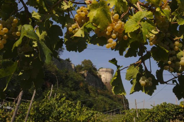 Vigneto Pusterla - L'invernenga e il falcone d'Italia. foto ©Umberto Favretto