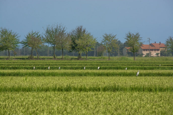 225 - Aironi sulla risaie di Proh copia