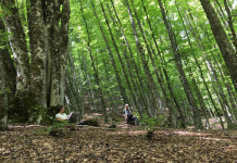 Forest Bathing e Ivy Tour: il connubio perfetto per riscoprire se stessi