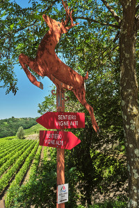 itinerari nel collio tra i colori e sapori dell’autunno