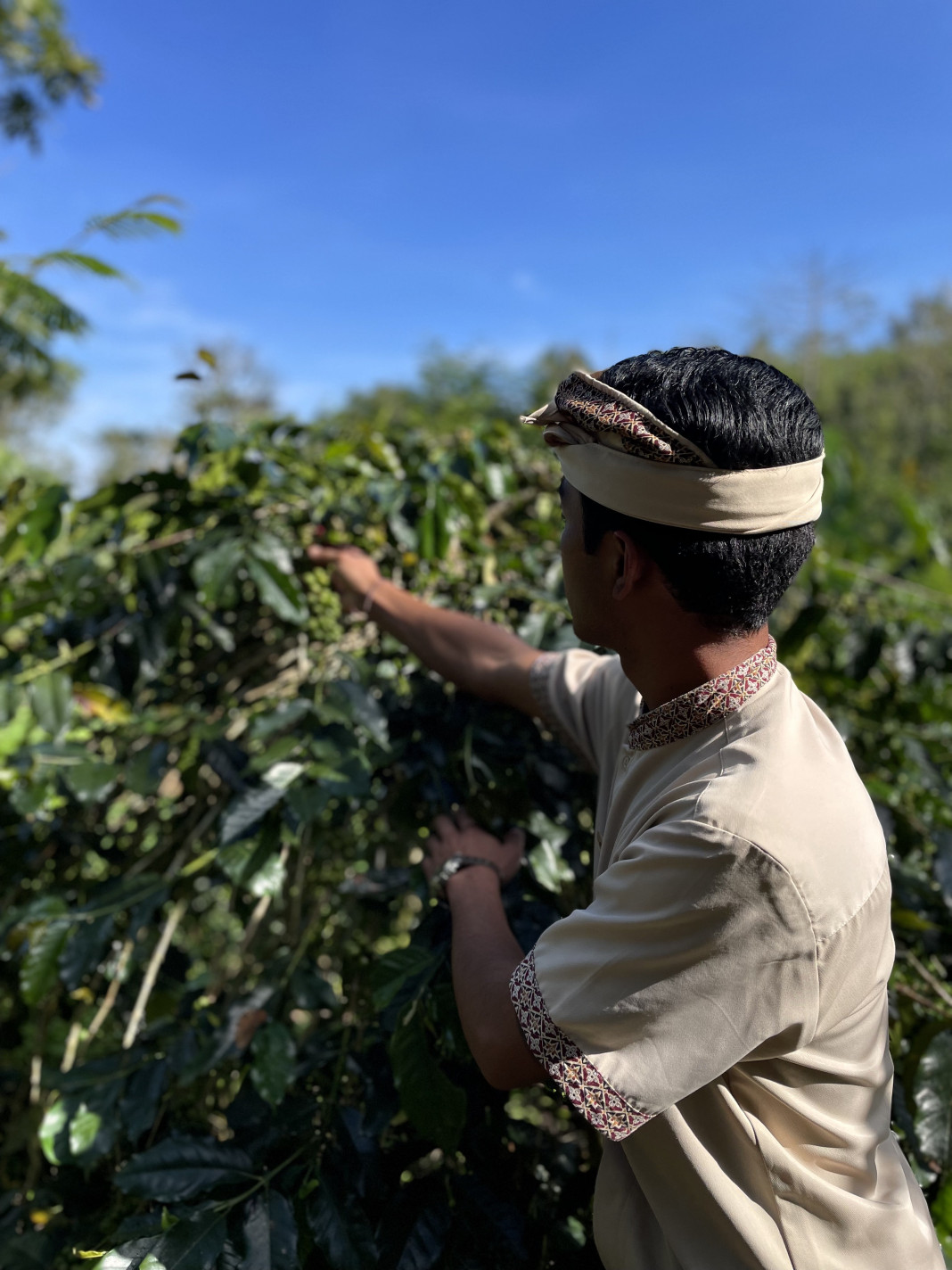 MUNDUK MODING PLANTATION
