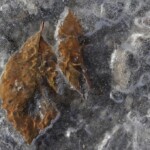 foglie di faggio sottoghiaccio ph vgiannella
