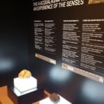 Acqualagna, museo del tartufo vert. ph. Marco Giovenco