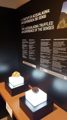 Acqualagna, museo del tartufo vert. ph. Marco Giovenco