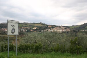Cartoceto, Marche, vallata degli ulivi. Ph. Marco Giovenco