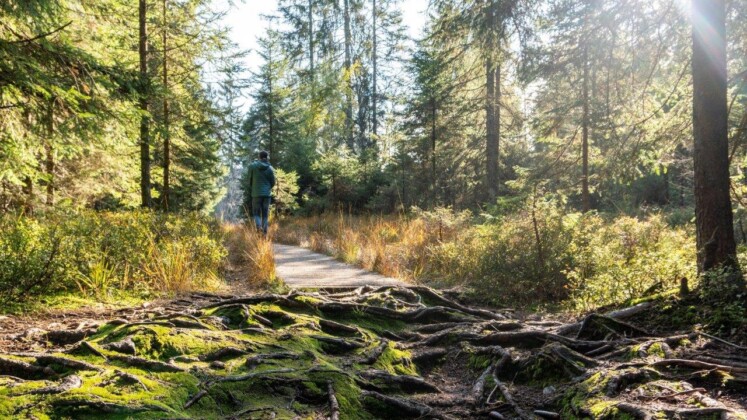 Lago di Costanza_Forest Bathing_in Vorarlberg_copyright_Agnes_Ammann - Vorarlberg Tourismus