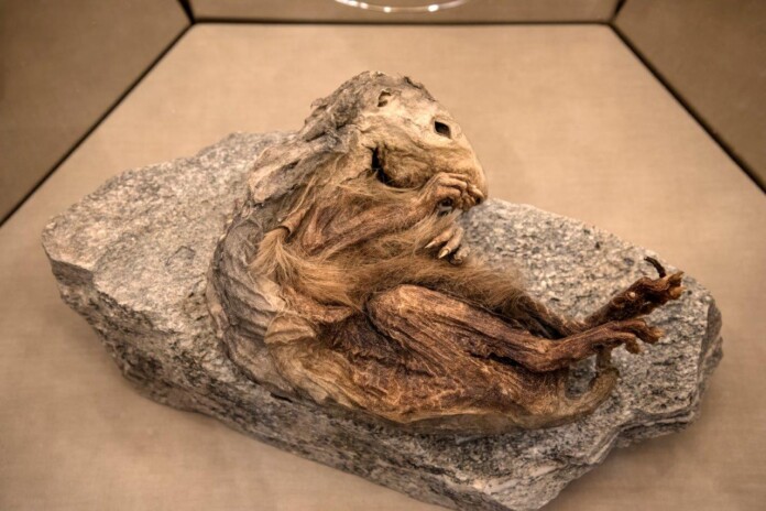la marmotta del lyskamm 6600 anni mummificata phv giannella