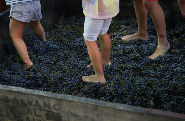 Pigiatura dell'uva a piedi nudi_Fontanafredda