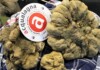 Acqualagna, la capitale del tartufo si prepara alla festa Tartufo Bianco di Acqualagna