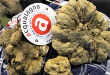 Acqualagna, la capitale del tartufo si prepara alla festa Tartufo Bianco di Acqualagna