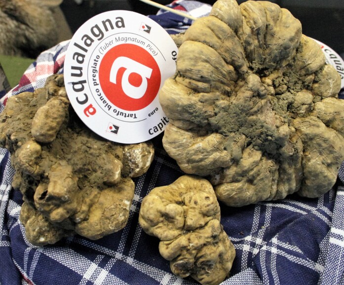Tartufo Bianco di Acqualagna Tartufo Bianco di Acqualagna