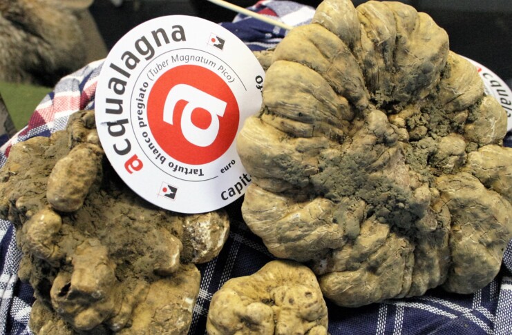 Tartufo Bianco di Acqualagna