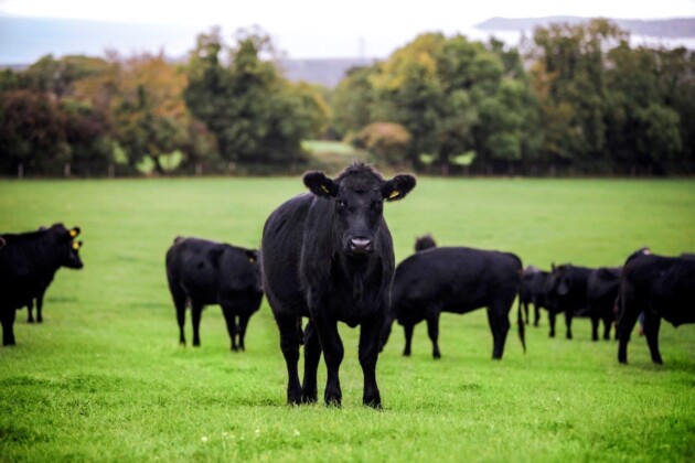 Manzo irlandese Angus