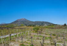 Praesentia. Gusto di Campania. Divina I Vigneti dell'Azienda Vinicola Sorrentino, alle pendici del Vesuvio. Boscotrecase.