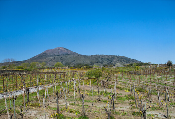 I Vigneti dell'Azienda Vinicola Sorrentino, alle pendici del Vesuvio. Boscotrecase. I Vigneti dell'Azienda Vinicola Sorrentino, alle pendici del Vesuvio. Boscotrecase.