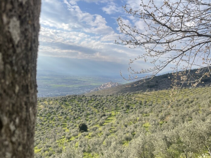 Vista Trevi tra gli Olivi_Umbria