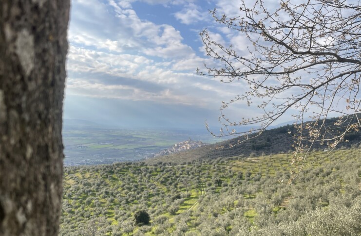 Vista Trevi tra gli Olivi_Umbria