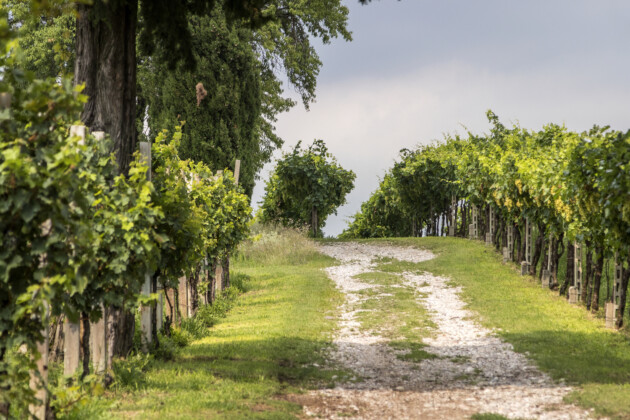 Bardolino, terra di Chiaretto