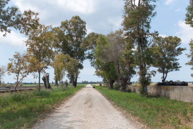 Verso le piscine delle bufale